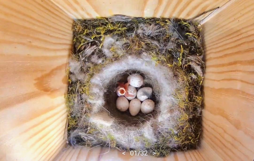 Nistkasten mit Kamera – Natur hautnah erleben & keinen Brutmoment verpassen